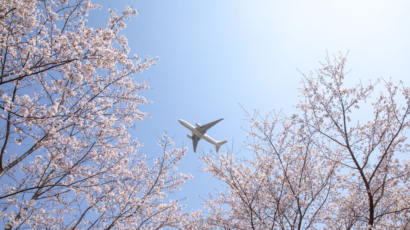 This Japanese airline is offering complimentary flights