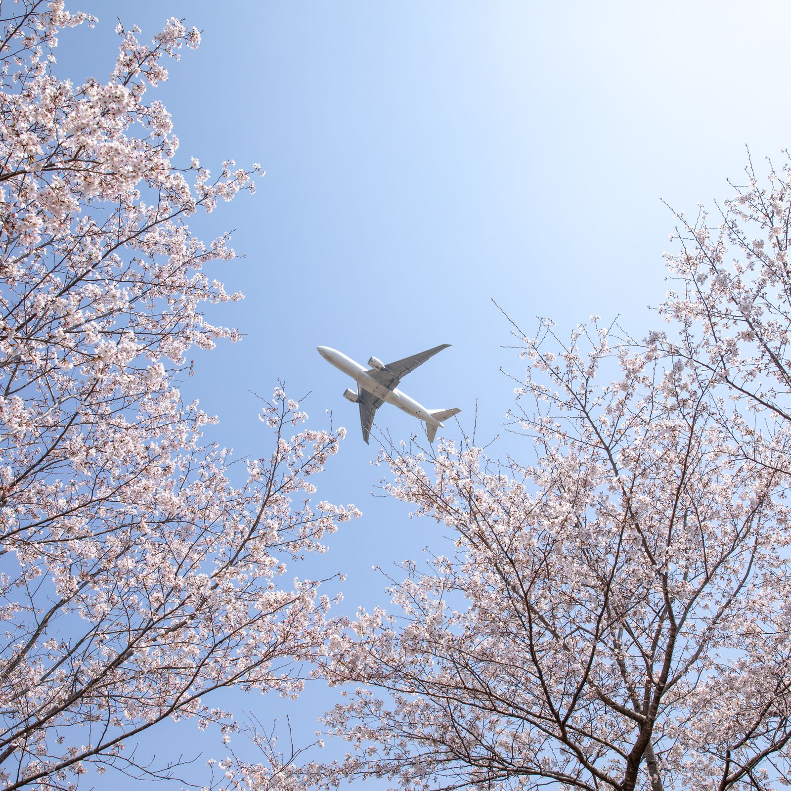 This Japanese airline is offering complimentary flights
